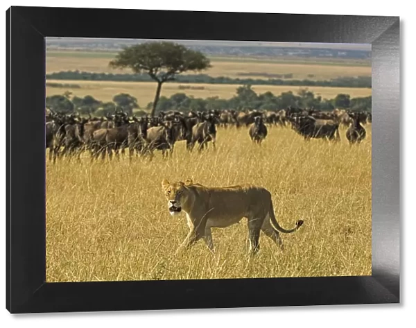 Lioness (Pathera leo) Walking Past a Wildebeest (Connochaetes taur) Herd