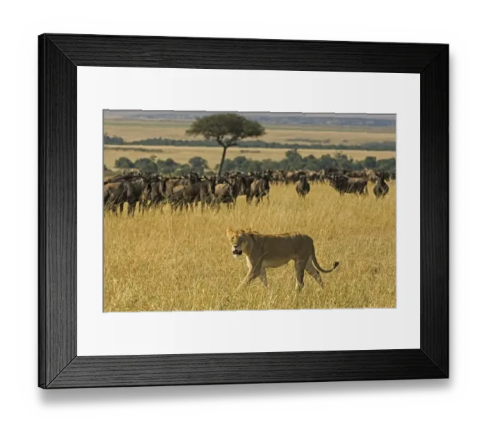 Framed Print : Lioness (Pathera leo) Walking Past a Wildebeest (Connochaetes taur) Herd Framed Print : Lioness (Pathera leo) Walking Past a Wildebeest (Connochaetes taur) Herd