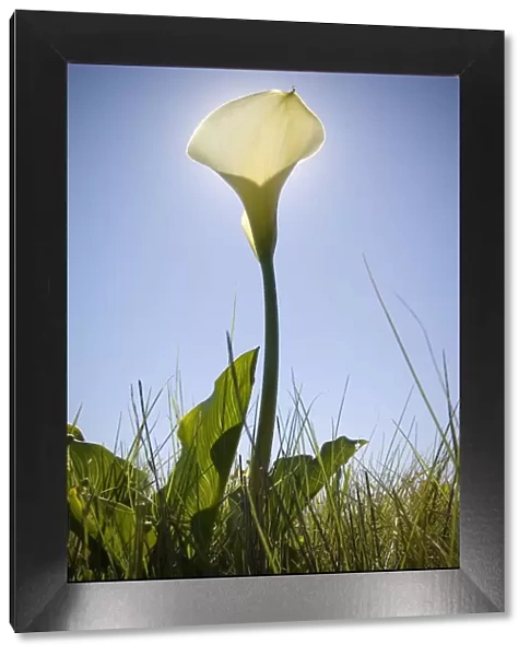 A Low Angle of White Arum Lilly with the Sun Directly Behind