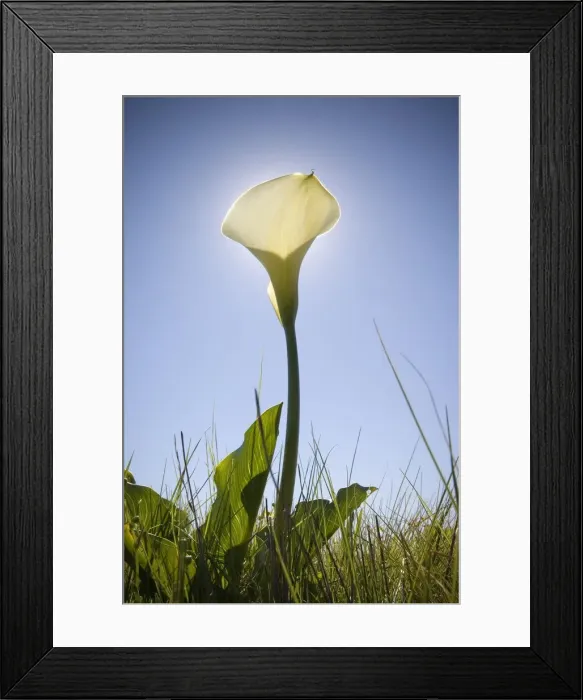 Framed Print : A Low Angle of White Arum Lilly with the Sun Directly Behind