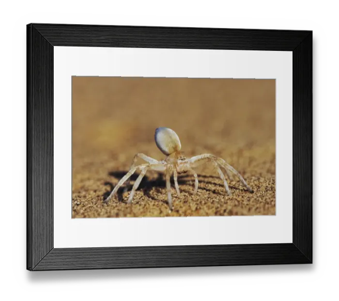 Framed Print : Spider on Sand - Close-up