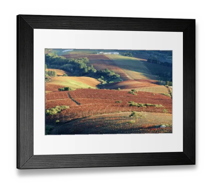 Framed Print : Rolling Vineyard Scenic Framed Print : Rolling Vineyard Scenic