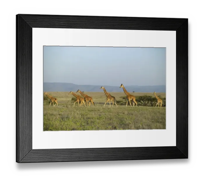 Framed Print : Reticulated Giraffe (Giraffa camelopardalis reticulata) Herd on an Open Plain Framed Print : Reticulated Giraffe (Giraffa camelopardalis reticulata) Herd on an Open Plain