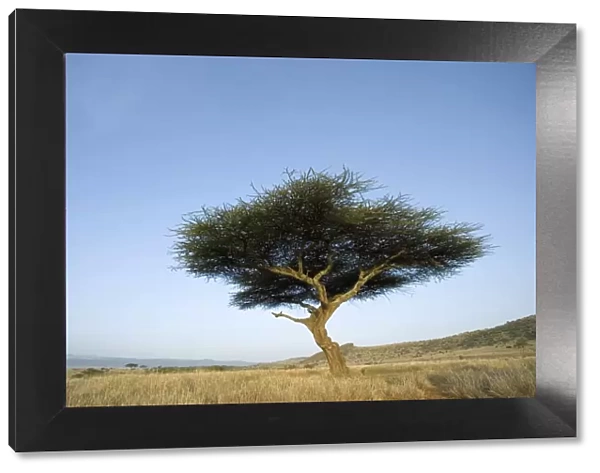 Single Large Acacia (Acacia tortilis) with Scenic Background