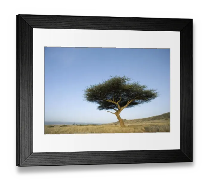 Framed Print : Single Large Acacia (Acacia tortilis) with Scenic Background Framed Print : Single Large Acacia (Acacia tortilis) with Scenic Background
