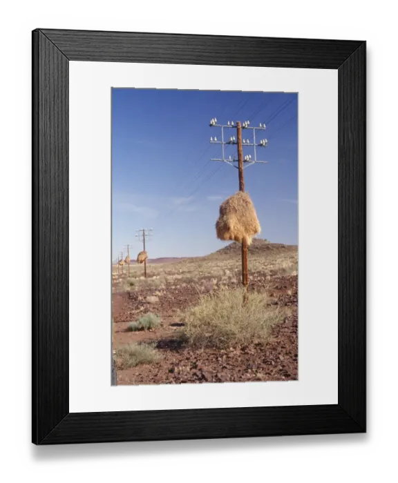 Framed Print : Cape Weavers Nest Site in a Telephone Pole Framed Print : Cape Weavers Nest Site in a Telephone Pole