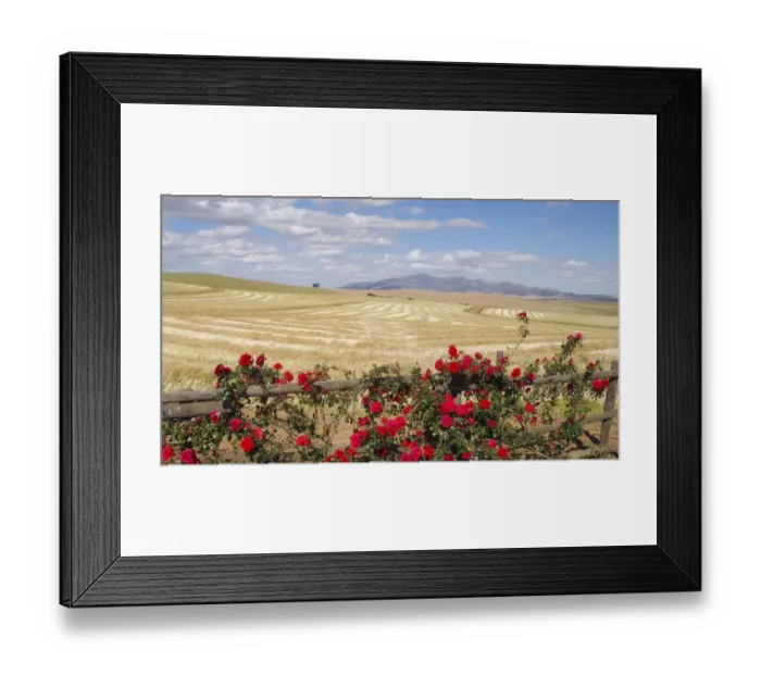 Framed Print : Red Roses Growing on a Wooden Fence