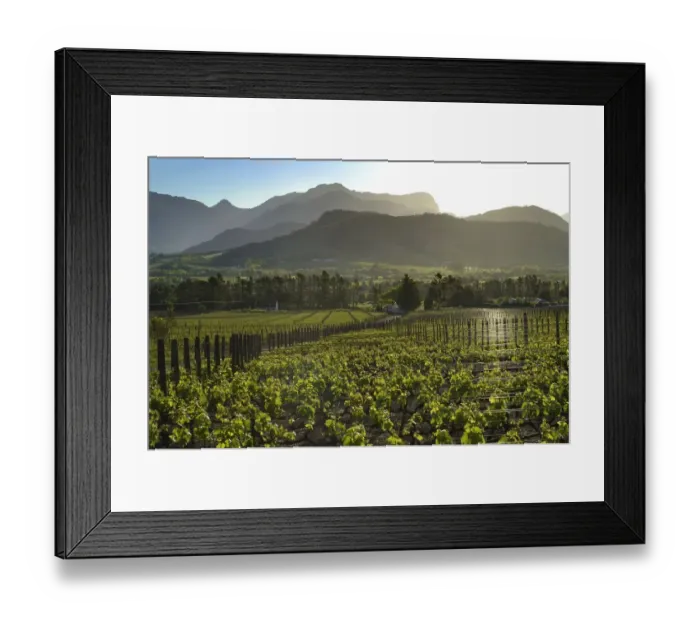 Framed Print : Sunset View Over Vineyard