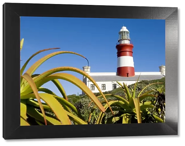 A Low Angle of a Light House with Aloes in the Foreground