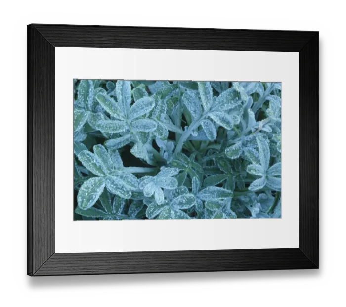 Framed Print : Gazania Leaves with Morning Dew Framed Print : Gazania Leaves with Morning Dew