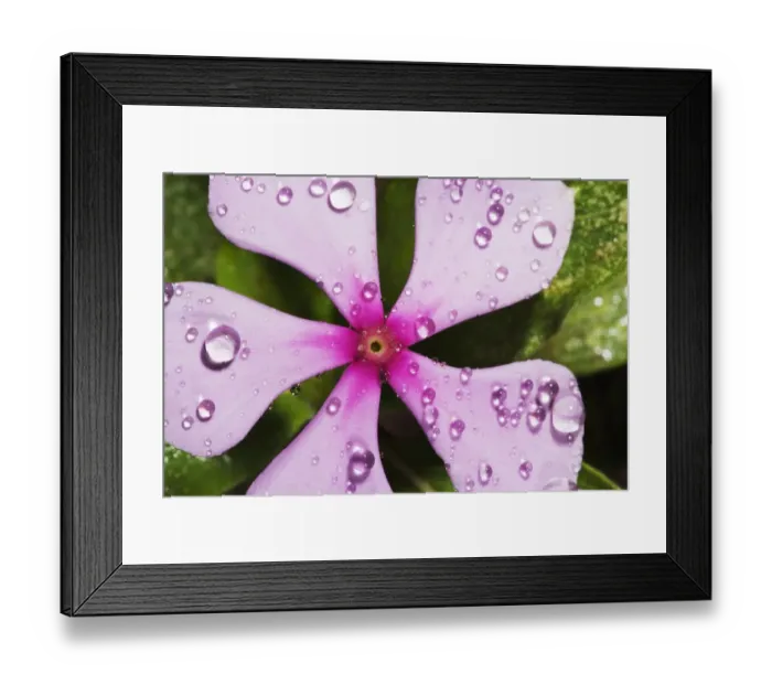 Framed Print : Rosys Periwinkle with Water Droplets - Close-up Framed Print : Rosys Periwinkle with Water Droplets - Close-up