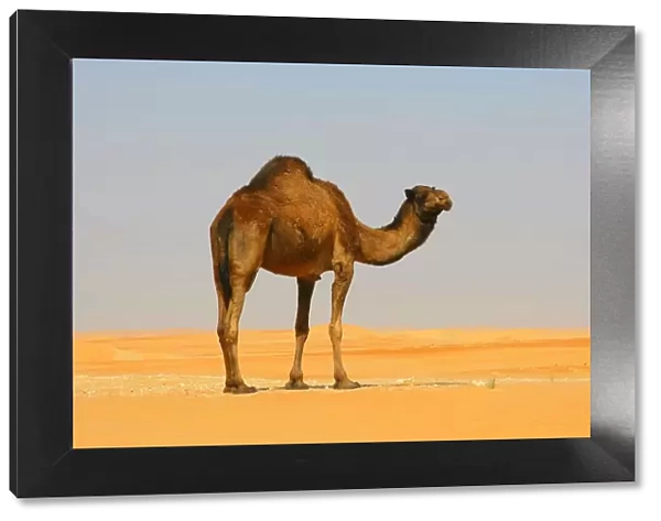 A Dromedary Arabian Camel (Camelus dromedarius) Standing in the Desert