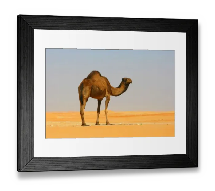 Framed Print : A Dromedary Arabian Camel (Camelus dromedarius) Standing in the Desert Framed Print : A Dromedary Arabian Camel (Camelus dromedarius) Standing in the Desert