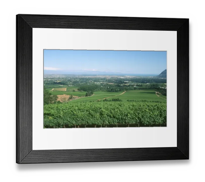 Framed Print : View Over Klein Contantia Vineyards Framed Print : View Over Klein Contantia Vineyards