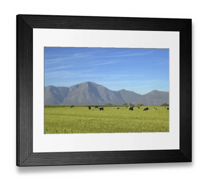 Framed Print : Cows Grazing on a Farm in the Gouda District Framed Print : Cows Grazing on a Farm in the Gouda District