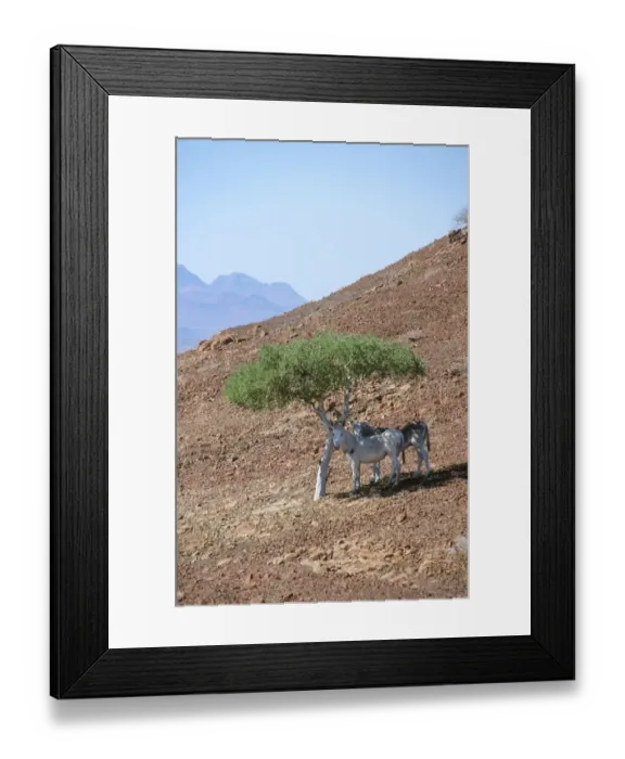 Framed Print : Damaraland Donkeys Hiding from the Midday Sun Framed Print : Damaraland Donkeys Hiding from the Midday Sun