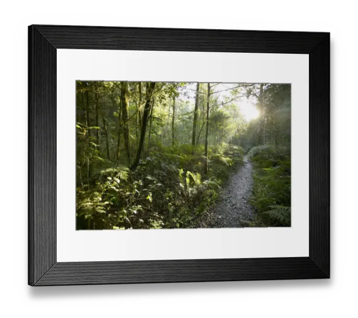 Framed Print : Sunlight Shining Through a Knysna Forest