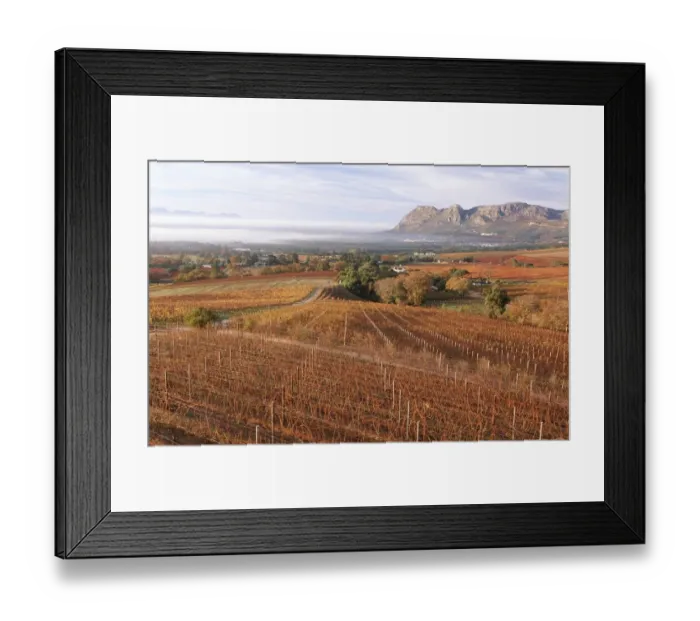 Framed Print : Autumn Vineyard Scenic - High Angle View Framed Print : Autumn Vineyard Scenic - High Angle View