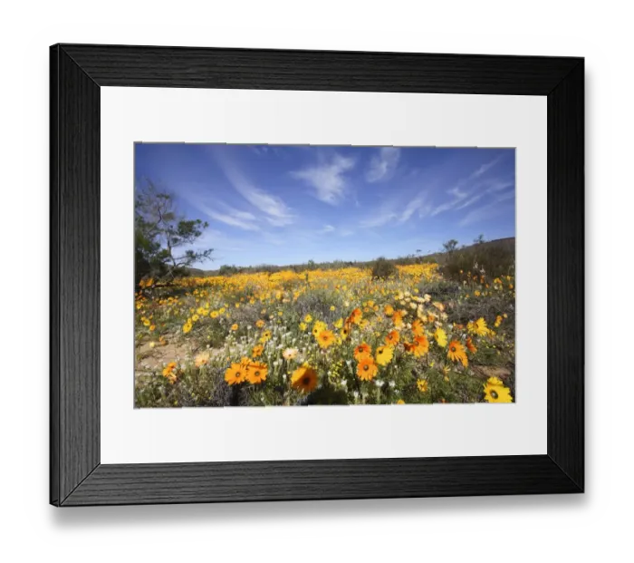 Framed Print : Field of Colourful Namaqualand Daisies (Dimorphotheca sinuata) Scenic Framed Print : Field of Colourful Namaqualand Daisies (Dimorphotheca sinuata) Scenic