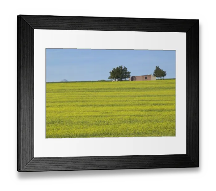 Framed Print : Workers Cottage on a Hill Covered in Canola Framed Print : Workers Cottage on a Hill Covered in Canola