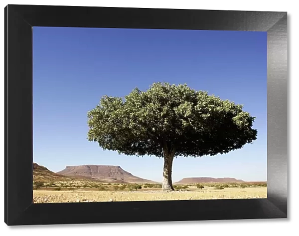 Lone Tree in a Desert Landscape