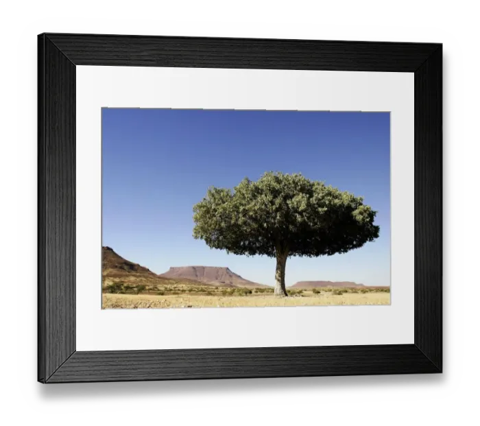 Framed Print : Lone Tree in a Desert Landscape Framed Print : Lone Tree in a Desert Landscape