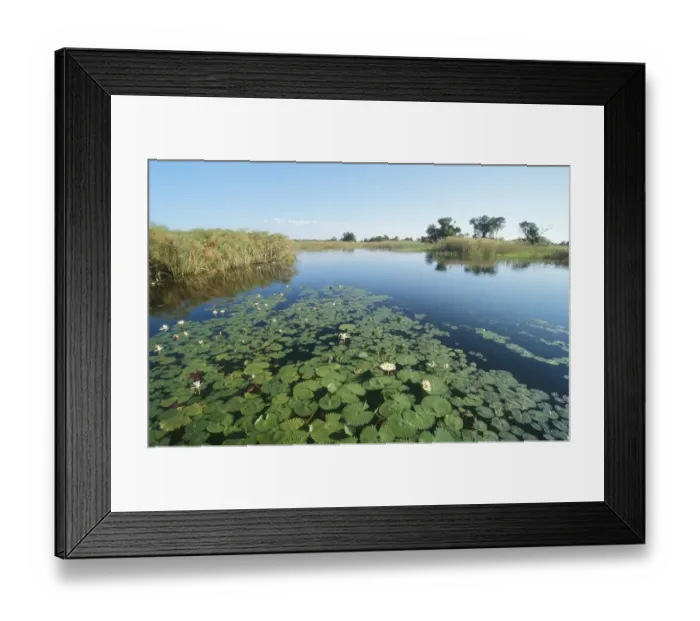 Framed Print : Lily Pads and Marshes Scenic Framed Print : Lily Pads and Marshes Scenic