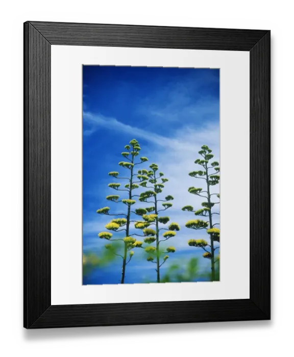Framed Print : Sisal Plants in Flower Framed Print : Sisal Plants in Flower