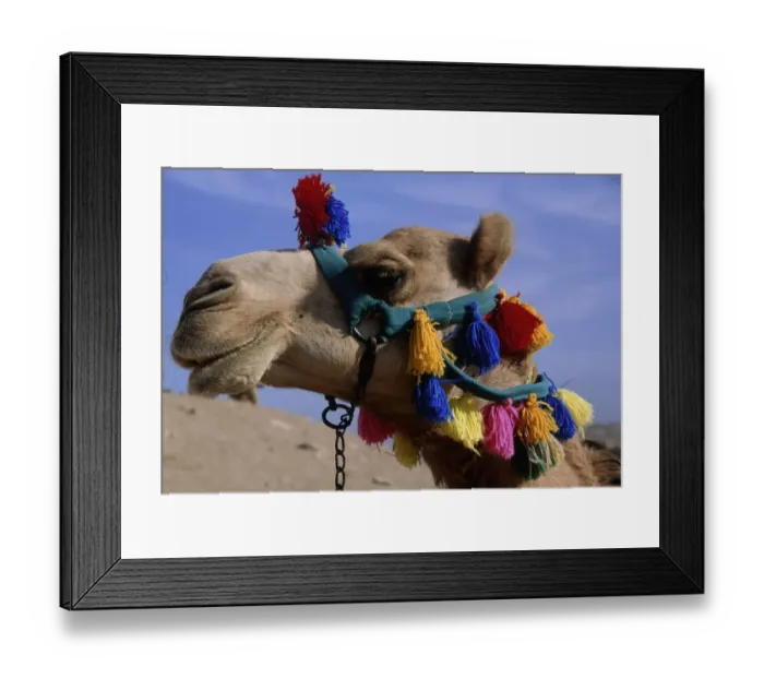 Framed Print : Side Profile Portrait of Camel In Full Head Dress