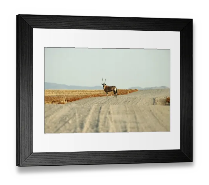Framed Print : Lone Gemsbok (Oryx gazella) in Centre of Gravel Road Framed Print : Lone Gemsbok (Oryx gazella) in Centre of Gravel Road