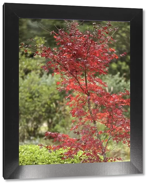 Red Leaves of a Japanese Maple Tree