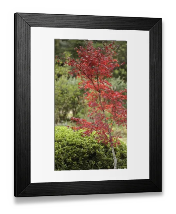 Framed Print : Red Leaves of a Japanese Maple Tree Framed Print : Red Leaves of a Japanese Maple Tree