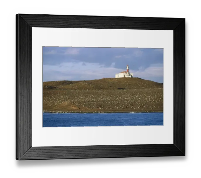 Framed Print : Lighthouse on an Island with a Large Magellanic Penguin (Spheniscus magellanicus) Colony Framed Print : Lighthouse on an Island with a Large Magellanic Penguin (Spheniscus magellanicus) Colony