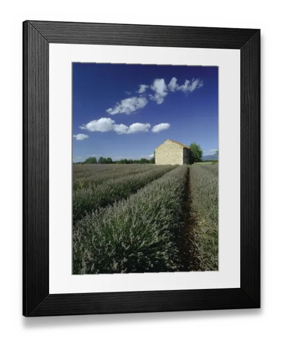 Framed Print : View Over Lavender Fields to a Stone Hut Framed Print : View Over Lavender Fields to a Stone Hut