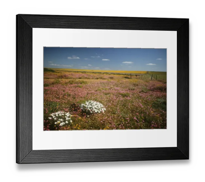 Framed Print : Fields of Wild Flowers in Nieuwoudtville District Framed Print : Fields of Wild Flowers in Nieuwoudtville District
