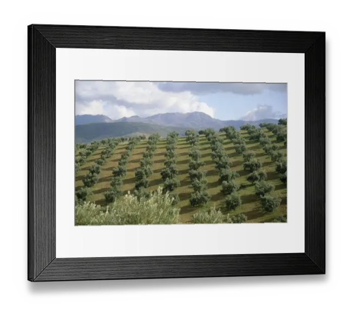 Framed Print : Rows of Young Trees on the Hillside Framed Print : Rows of Young Trees on the Hillside