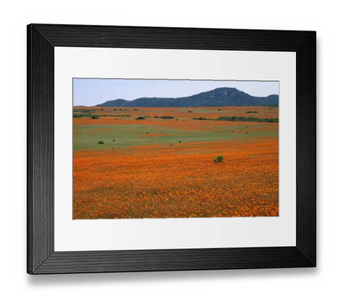 Framed Print : Fields of Wild Flowers in Kamieskroon Framed Print : Fields of Wild Flowers in Kamieskroon
