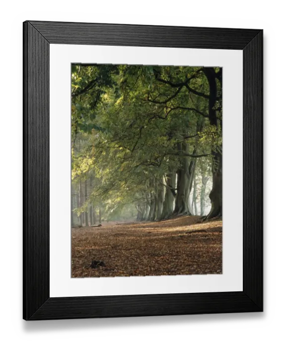 Framed Print : Stately Row of Harlestone Firs