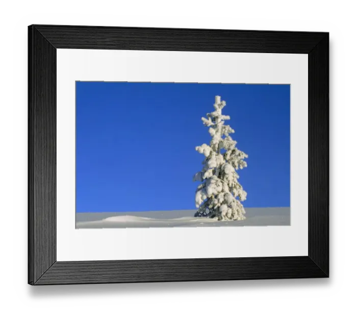 Framed Print : Sunlight on a Tall, Snow Covered Pine Tree Framed Print : Sunlight on a Tall, Snow Covered Pine Tree