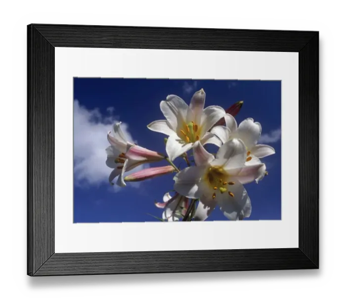 Framed Print : White Lily Flowers Against a Blue Sky Framed Print : White Lily Flowers Against a Blue Sky