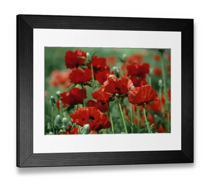 Framed Print : Close-Up of Bright Red Poppy Flowers in a Field