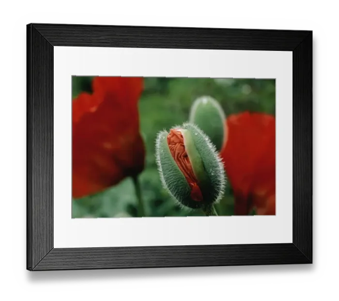 Framed Print : Close-Up of a Poppy Bud About to Bloom Framed Print : Close-Up of a Poppy Bud About to Bloom