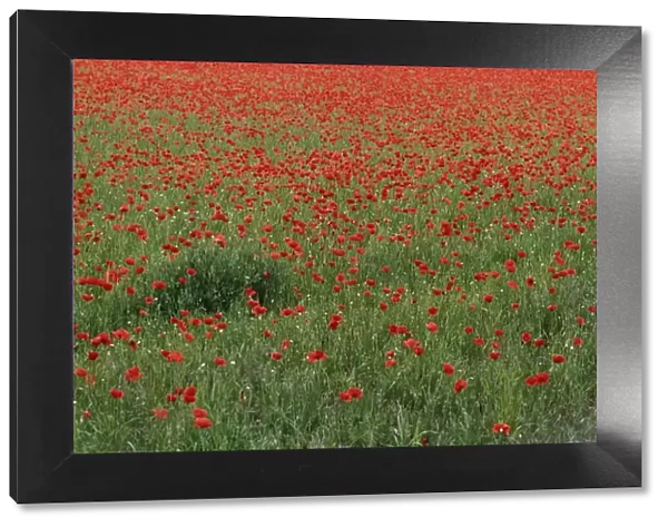 Field of Red Poppy Flowers in Long Grass