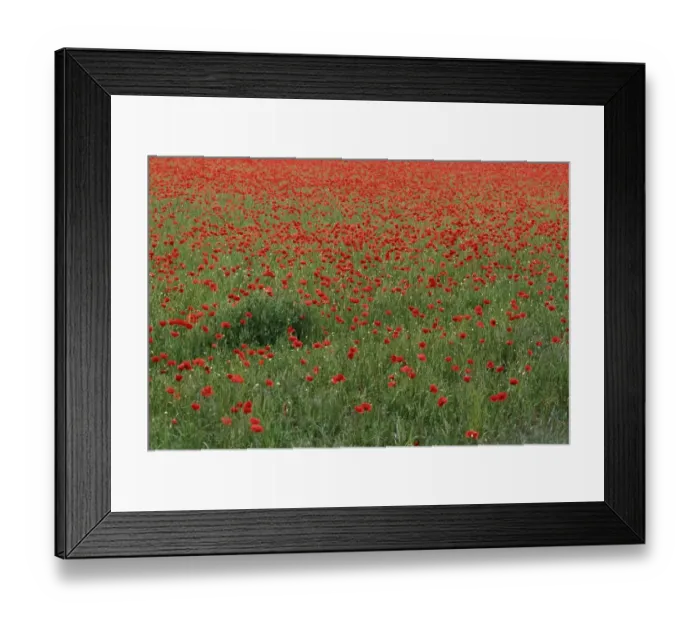 Framed Print : Field of Red Poppy Flowers in Long Grass