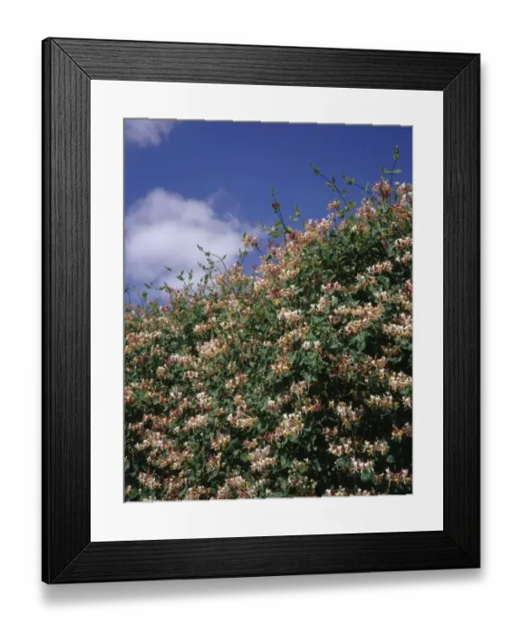 Framed Print : Honeysuckle Flowers Against a Blue Sky Framed Print : Honeysuckle Flowers Against a Blue Sky