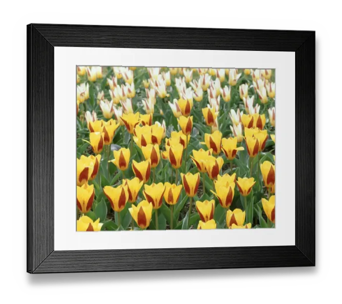 Framed Print : Field of Yellow and Red Tulips Framed Print : Field of Yellow and Red Tulips