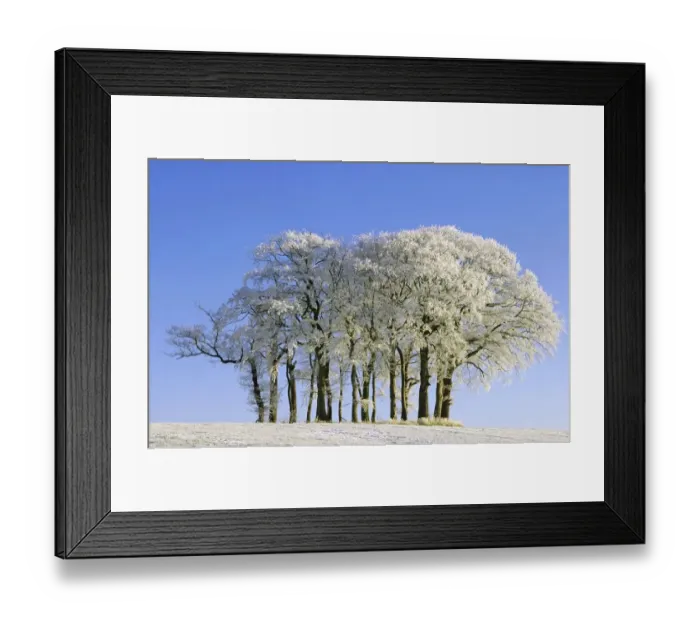 Framed Print : Hoar Frost on the Leaves of Trees Against a Blue Sky Framed Print : Hoar Frost on the Leaves of Trees Against a Blue Sky
