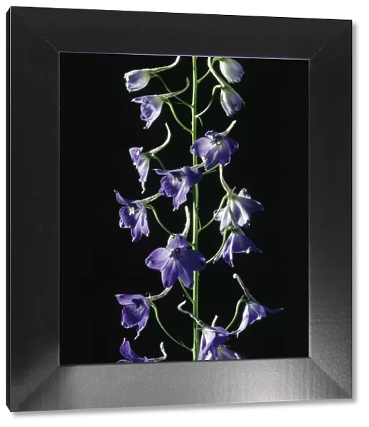 Bright Purple Delphinium Flowers Against a Black Background
