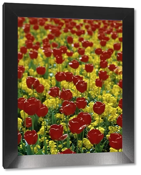 Field of Red Tulips Amongst Yellow Oilseed Rape