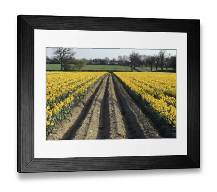 Framed Print : Rows of Bright Yellow Daffodils - Commercial Crop Framed Print : Rows of Bright Yellow Daffodils - Commercial Crop